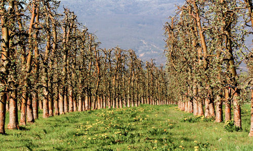 Trees on field against sky