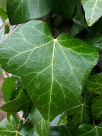 Close-up of fresh green leaf