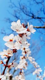 Cherry blossoms in spring