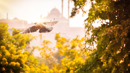 Close-up of bird flying