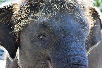 Close-up portrait of elephant