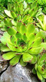 Close-up of leaves