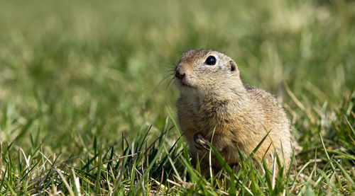 Close-up of squirrel on grassy field