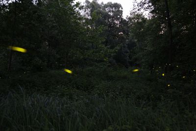 Trees growing in forest