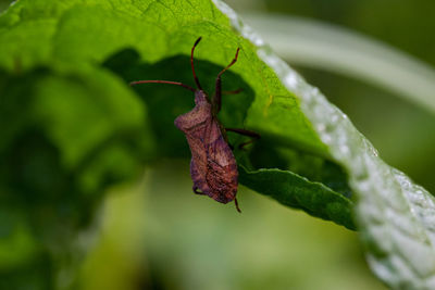 Close-up of dry leaf on plant