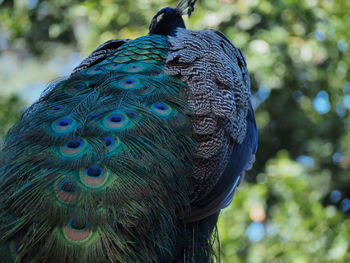 Close-up of peacock