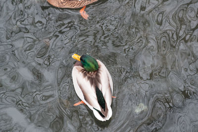 High angle view of duck swimming in lake