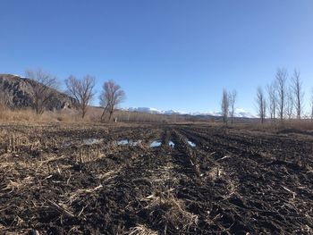 Scenic view of field against clear blue sky