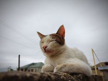 Close-up of a cat against building