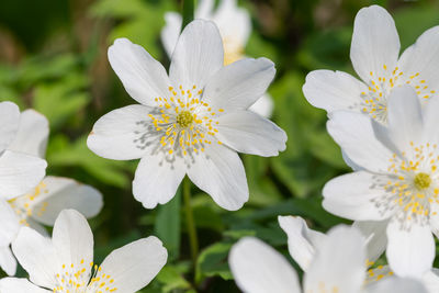 Close up of wood anemone flowers in bloom