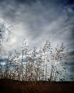 Low angle view of plants against sky