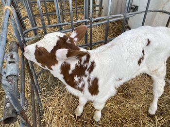 High angle view of cow in pen