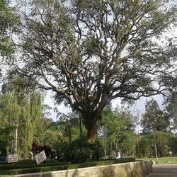 Trees in park