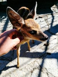 Close-up of hand feeding dog on floor