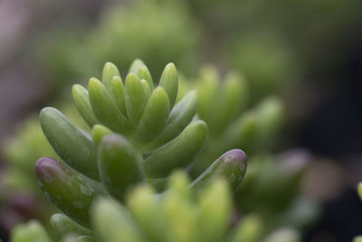 Close-up of succulent plant