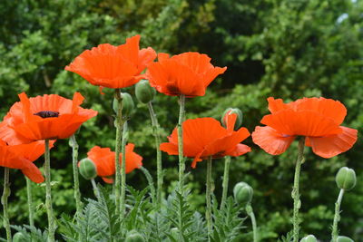Close-up of orange poppy flowers on field