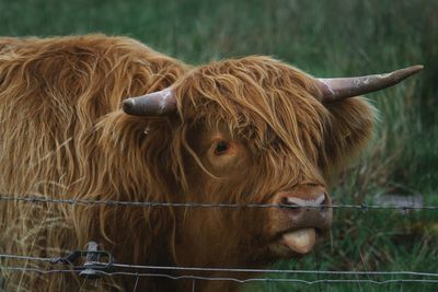 View of cattle by barbed wire on field