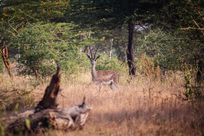 Deer in a forest