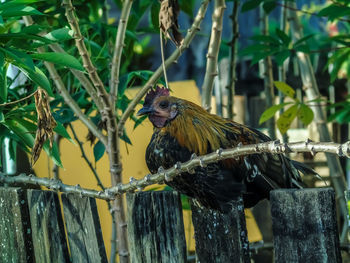 Close-up of bird perching on wood
