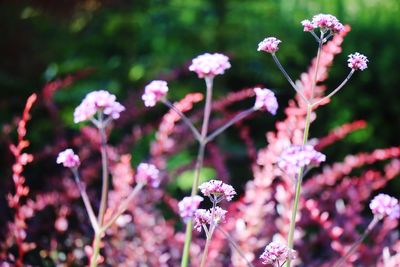 Close-up of flowers blooming outdoors