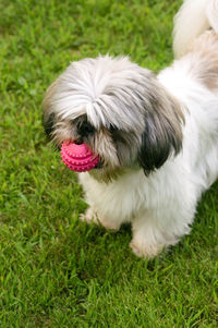 High angle view of dog sticking out tongue on field