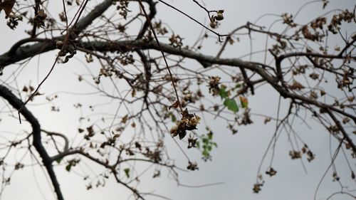 Low angle view of bee pollinating flower