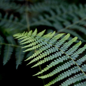 Close up of plant against blurred background