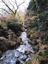 Stream flowing through a forest