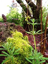 Close-up of plants growing outdoors