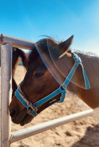 Close-up of horse looking away