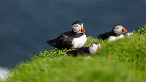 Close-up of puffins perching on grass