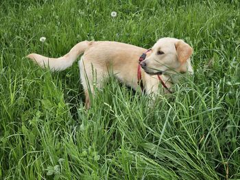 Dog on grass