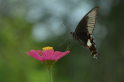 Close-up of butterfly pollinating flower