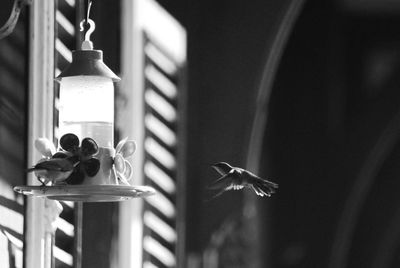 Close-up of bird flying