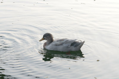 Duck swimming in lake