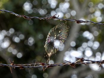 Close-up of plant growing outdoors