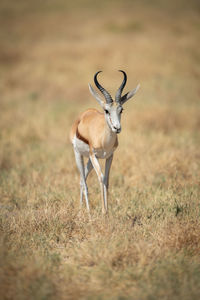 Springbok walks in sun across short grass