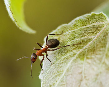 Close-up of ant on leaf