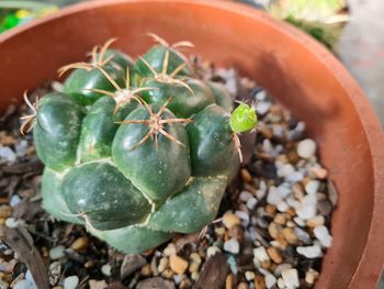 High angle view of succulent plant in pot