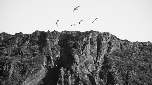 Low angle view of birds flying over rocks against clear sky