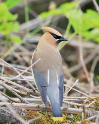 Close-up of a bird perching on a land