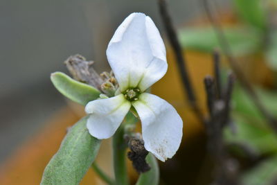 Close-up of white flower blooming outdoors