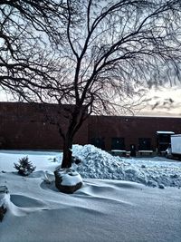 Snow covered trees in city