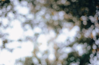 Full frame shot of plants