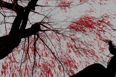 Low angle view of bird perching on tree against sky