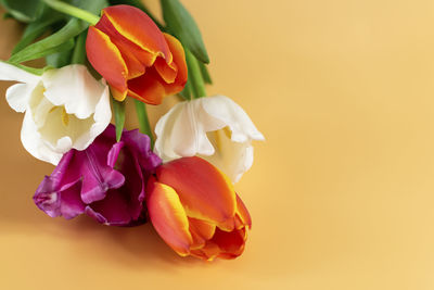 Close-up of rose against white background