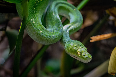 Close-up of snake