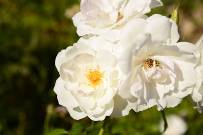 Close-up of white rose flower