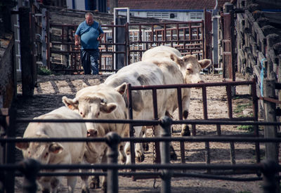 Overweight farmer with cattle walking at farm