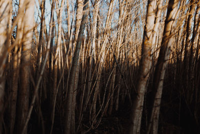Full frame shot of bare trees 